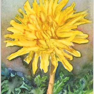 Sunny Dandelion.jpg